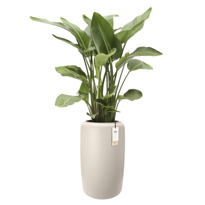 amber beads large 40cm linen white